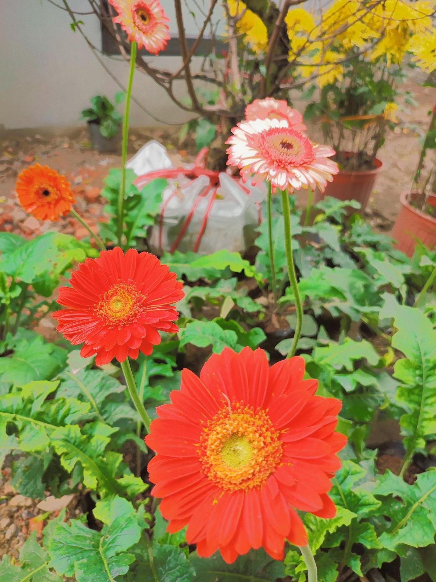 Trang An Natural Mountainside Homestay Νιν Μπιν Εξωτερικό φωτογραφία