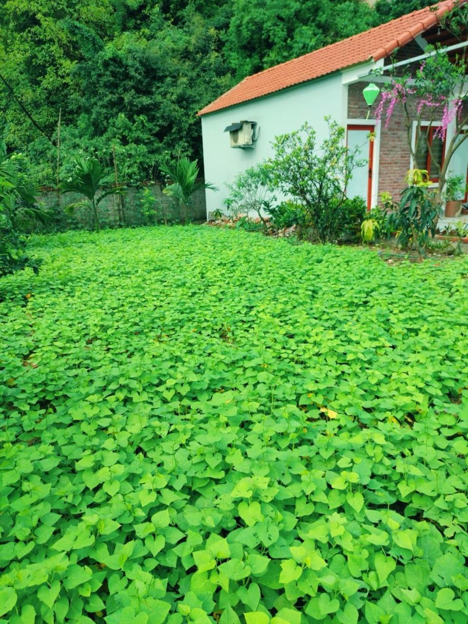 Trang An Natural Mountainside Homestay Νιν Μπιν Εξωτερικό φωτογραφία